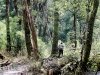 trek-fansipan-mountain-17